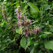 Patchouli bio - Huile essentielle - 5 ml