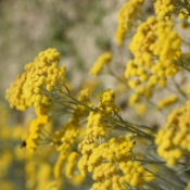 Hélichryse bio - huile essentielles - 5 ml