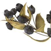 Myrte Rouge bio - Huile essentielle - 5 ml