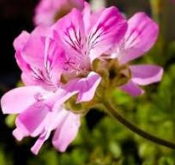 Géranium bio - Huile essentielle -10 ml