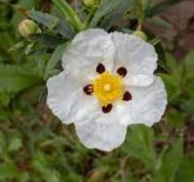 Ciste bio - huile essentielle - 5 ml