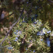 Genévrier bio - huile essentielle - 10 ml