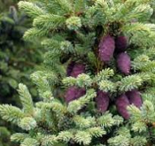 Epinette noire - huile essentielles bio - 10  ml