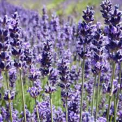 Lavande aspic - Huile essentielle - 10 ml