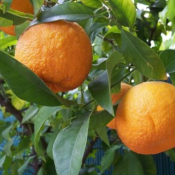 Petitgrain de bigarade bio - huile essentielle - 10 ml